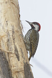 Image. Golden-tailed Woodpecker