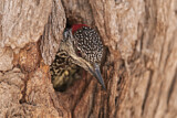 Image. Golden-tailed Woodpecker