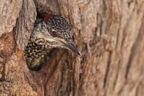 Image. Golden-tailed Woodpecker