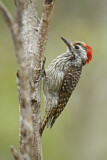 Image. Golden-tailed Woodpecker