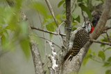 Image. Golden-tailed Woodpecker