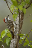 Image. Golden-tailed Woodpecker