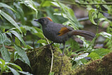 Image. Golden-winged Laughingthrush