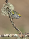 Image. Golden-winged Warbler