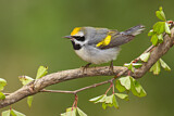 Image. Golden-winged Warbler