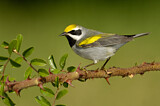 Image. Golden-winged Warbler