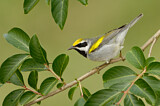 Image. Golden-winged Warbler