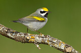 Image. Golden-winged Warbler