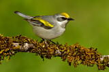 Image. Golden-winged Warbler