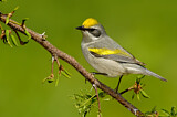 Image. Golden-winged Warbler