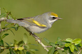 Image. Golden-winged Warbler