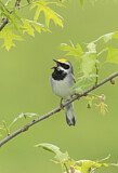 Image. Golden-winged Warbler