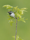 Image. Golden-winged Warbler