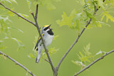 Image. Golden-winged Warbler