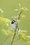 Image. Golden-winged Warbler