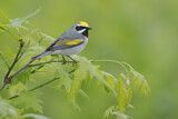 Image. Golden-winged Warbler