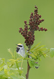 Image. Golden-winged Warbler