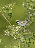 Image. Golden-winged Warbler