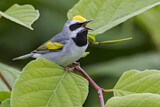 Image. Golden-winged Warbler