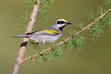 Image. Golden-winged Warbler