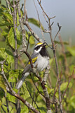Image. Golden-winged Warbler