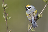 Image. Golden-winged Warbler