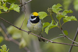 Image. Golden-winged Warbler