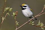 Image. Golden-winged Warbler