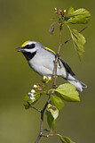Image. Golden-winged Warbler