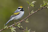 Image. Golden-winged Warbler