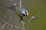 Image. Golden-winged Warbler