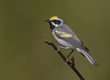 Image. Golden-winged Warbler