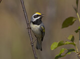 Image. Golden-winged Warbler