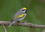 Image. Golden-winged Warbler