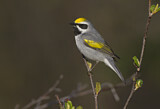 Image. Golden-winged Warbler