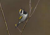 Image. Golden-winged Warbler