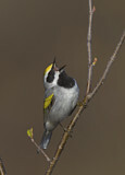 Image. Golden-winged Warbler