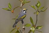 Image. Golden-winged Warbler