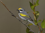 Image. Golden-winged Warbler
