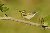 Image. Golden-winged Warbler