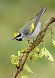 Image. Golden-winged Warbler