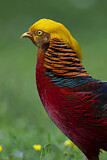 Image. Goldfasan