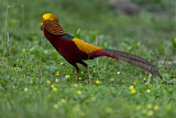 Image. Goldfasan