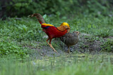 Image. Goldfasan
