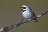 Image. Goldflügel-Waldsänger