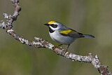 Image. Goldflügel-Waldsänger