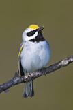 Image. Goldflügel-Waldsänger