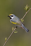 Image. Goldflügel-Waldsänger