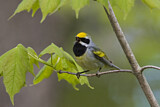 Image. Goldflügel-Waldsänger