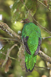 Image. Goldkopftrogon